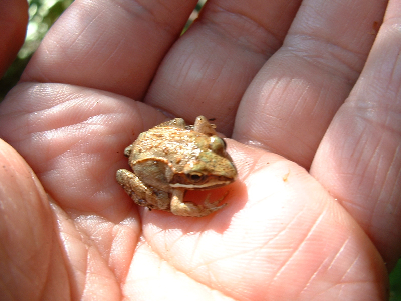 Une bébé grenouille